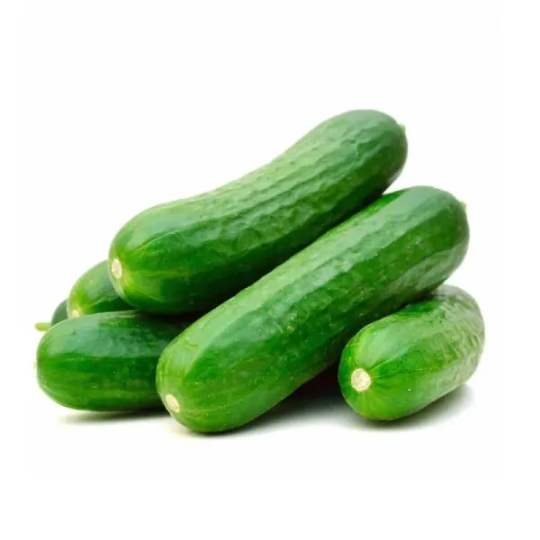Cucumber